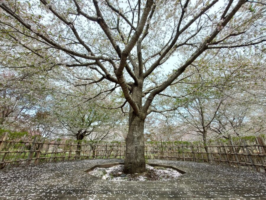 Galaxy M23 5Gの超広角カメラで撮影した木