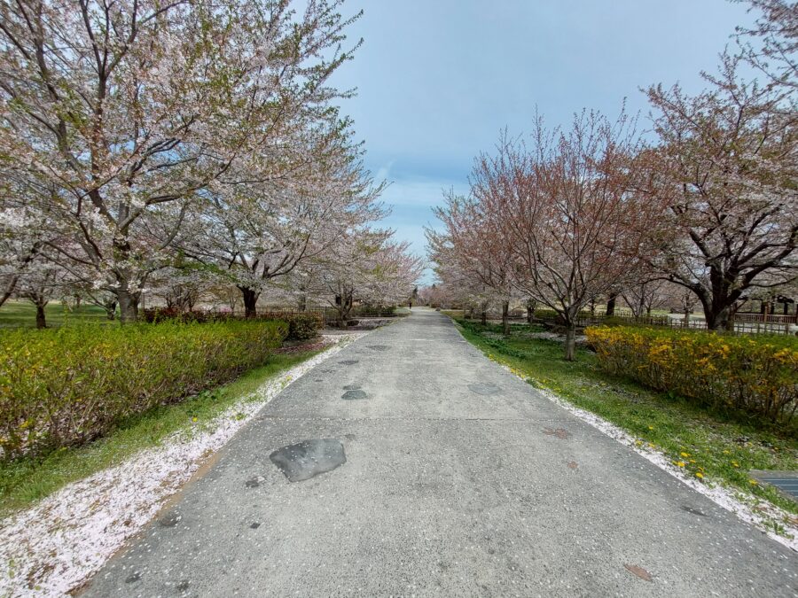 Galaxy M23 5Gの超広角カメラで撮影した桜並木