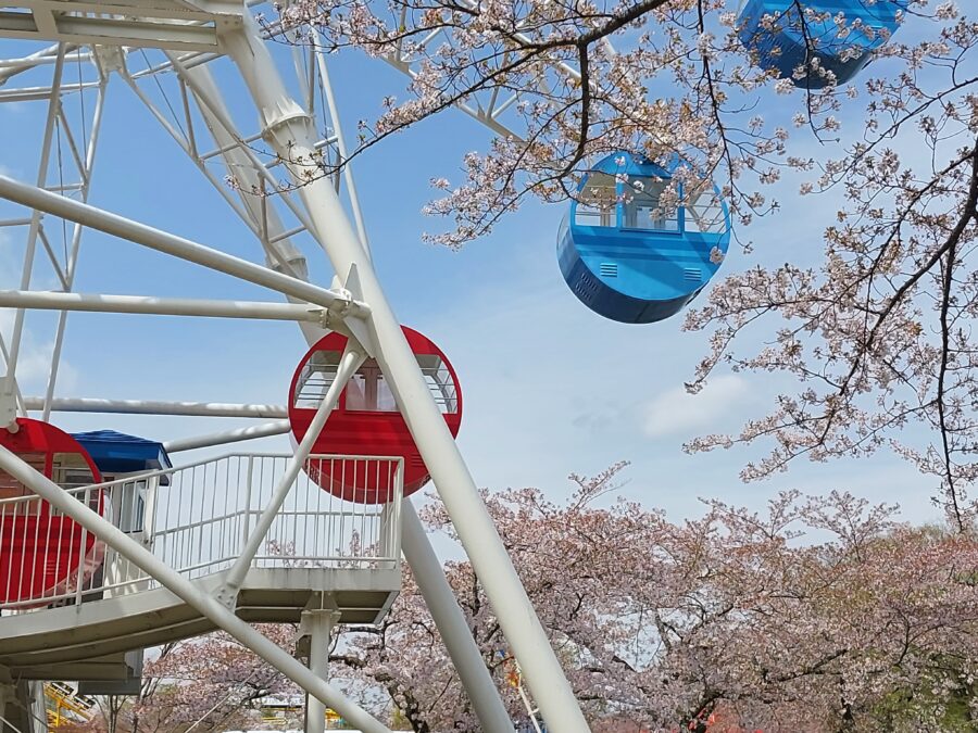 Galaxy M23 5Gの広角カメラで撮影した桜の木と観覧車