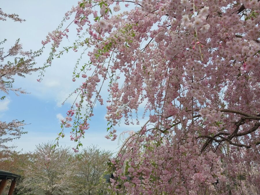 Galaxy M23 5Gの広角カメラで撮影した桜の木