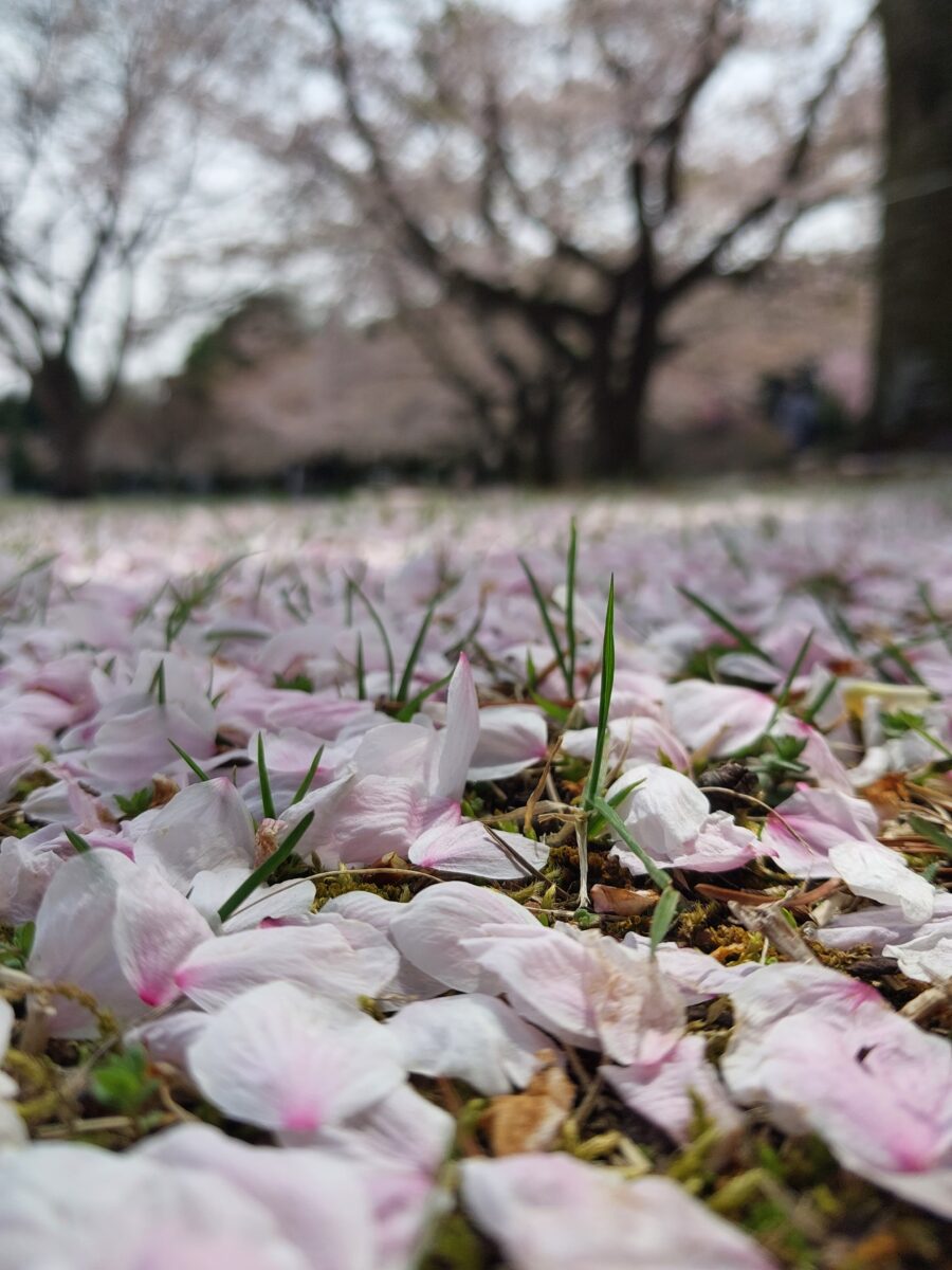 Galaxy M23 5Gの広角カメラで撮影した桜の花びら